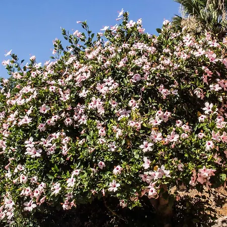Hibiscus Holiday home Scopello (Sicily)